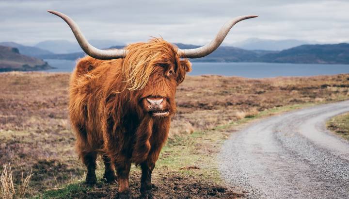 Enchanting Travels-Europe Tours- Hairy Scottish Yak on the road, Isle of Skye
