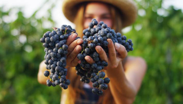 Enchanting Travels France Tours September to harvest vineyards