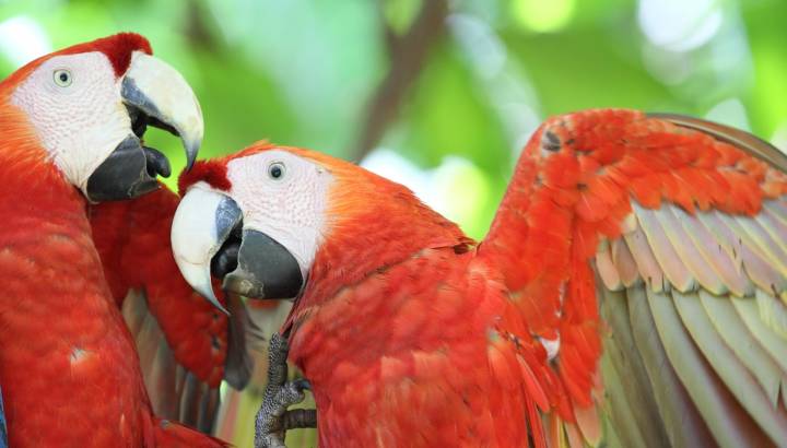 Enchanting Travels Guatemala Tours The Scarlet Macaw