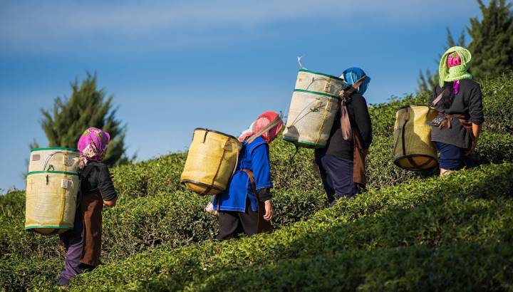 Enchanting Travels India Tours Farmers harvest Oolong tea leaves in a tea plantation on the morning time