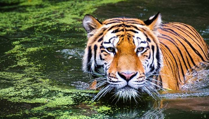 Enchanting Travels India Tours Tiger Safari