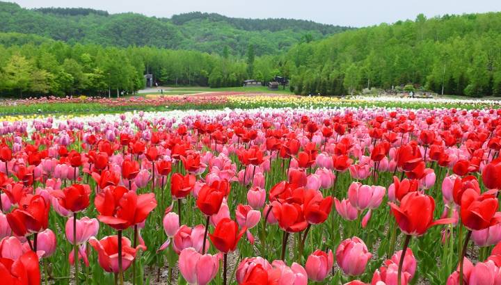 Enchanting Travels Japan Tours Sapporo - tulips blooming on Takino suzuran hillside park in may