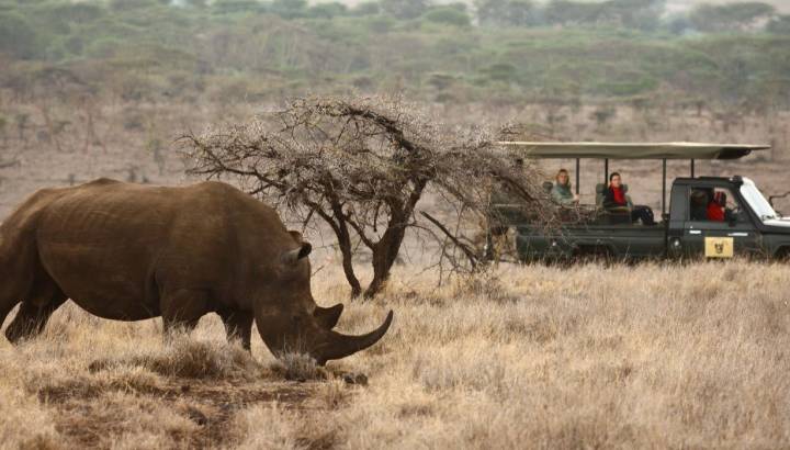 Top 10 Things To Do in Kenya - wildlife safari in Lewa