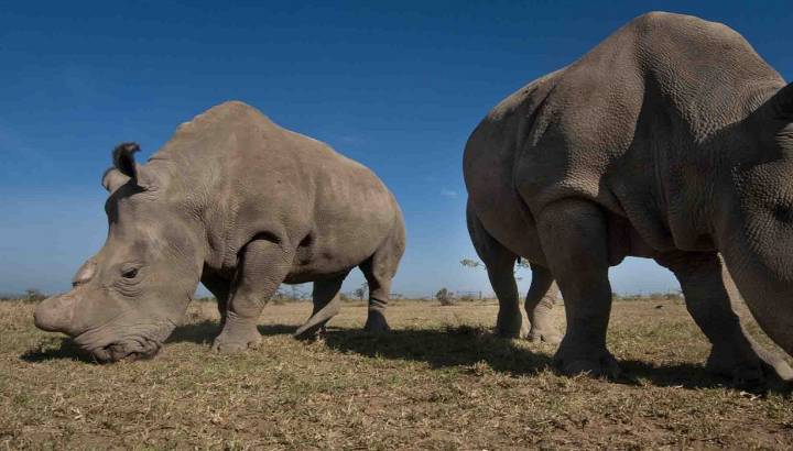 White Rhinos in Laikipia - Ol Pejeta / Solio, Kenya