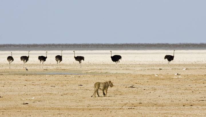 Enchanting Travels - Namibi Tours - Etosha Anderson Gate - Ongava Tented Camp - Excursions Into Etosha National Park
