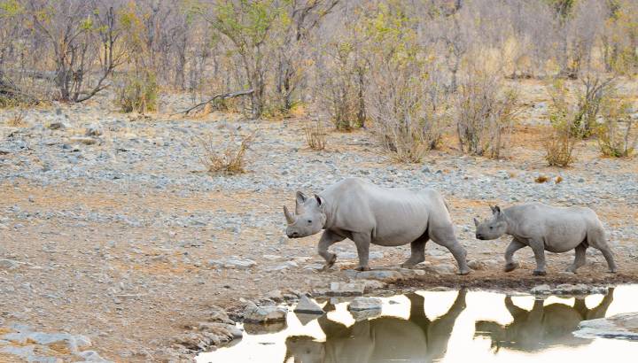Enchanting Travels Namibia ToursRare Black Rhinos drinking from waterhole at sunset. Wildlife Safari in Etosha National Park, the main travel destination in Namibia, Africa
