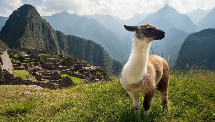 Machu Picchu trip