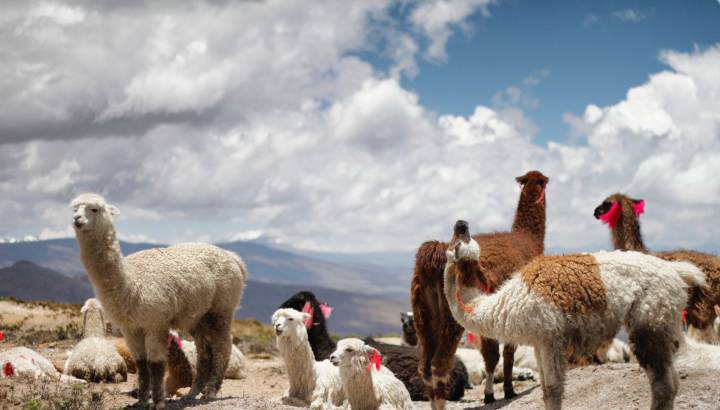 Enchanting Travels Peru Tours Llamas in Peru