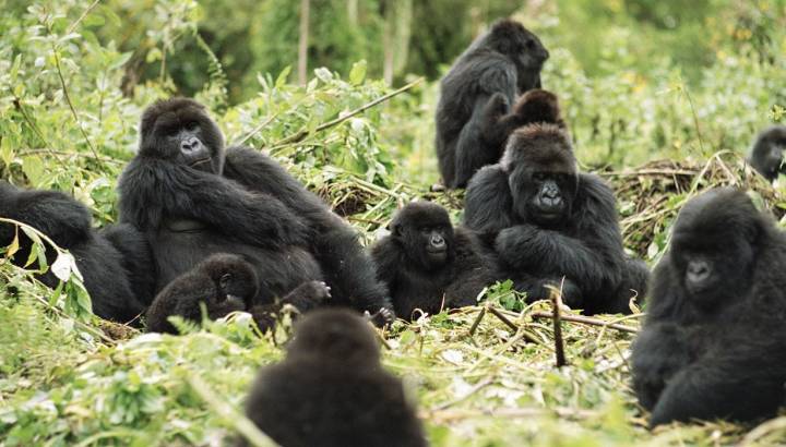 Enchanting Travels Rwanda Tours Gorillas in the wild - Rwanda travel guide