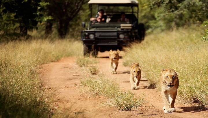 Kruger: The Best South Africa Safari Adventures