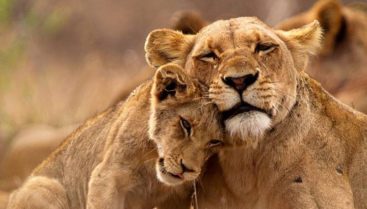 Enchanting Travels South Africa Tours Kruger