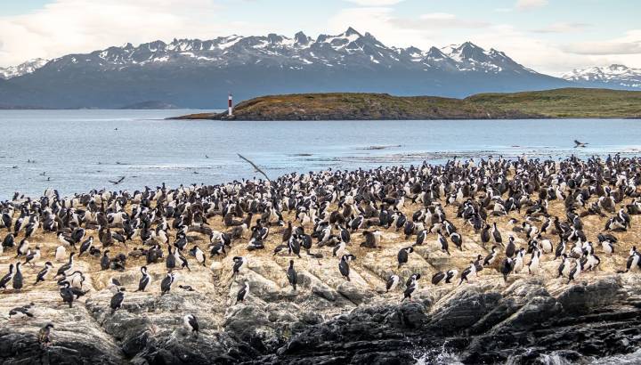 Enchanting Travels South America Tours Cormorants (sea birds) island - Beagle Channel, Ushuaia, Argentina