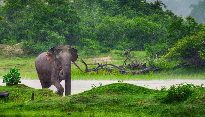 Sri Lanka Regenzeit: Elefant in sattgrüner Landschaft