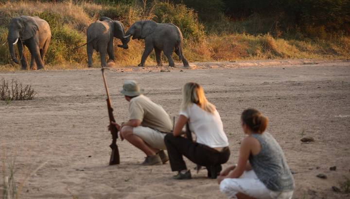 Enchanting Travels - Tanzania Tours - Ruaha Hotel - Jongomero - Get upclose and personal with walking safaris at Ruaha