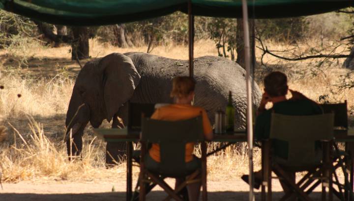 Elephant view from the tent in Tanzania