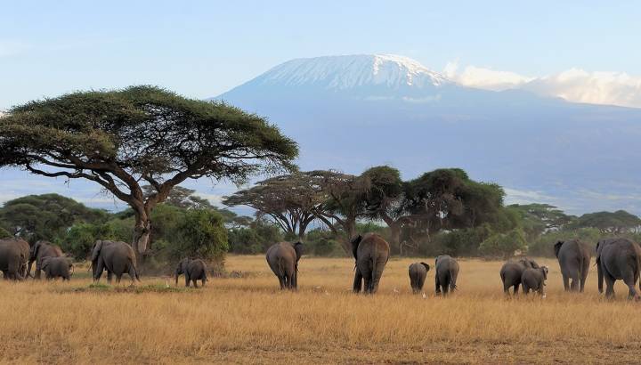 Enchanting Travels - Tanzania Tours - West Kilimanjaro - Elephant with Mount Kilimanjaro in the background