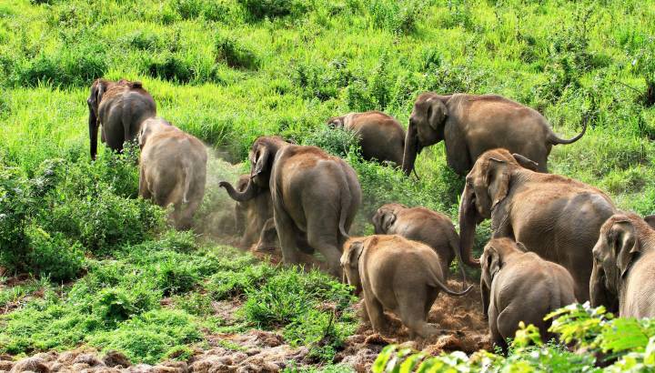 Enchanting Travels Thailand Tours Asia wild elephent at Kui - buri Nation Park, Prachuabkirikhan Province, Thailand