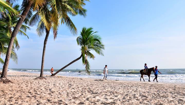 Enchanting Travels Thailand Tours Coconut palm and horse on the hua hin beach,Hua Hin beach Thailand