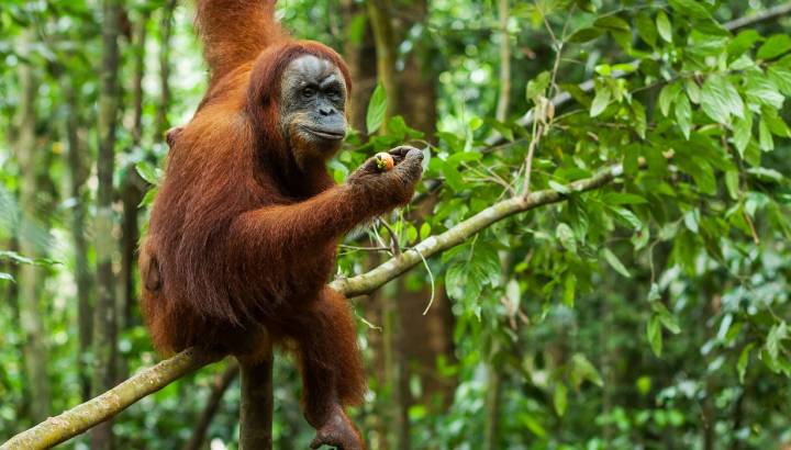 Orangutan in the wild, Sumatra, Indonesia