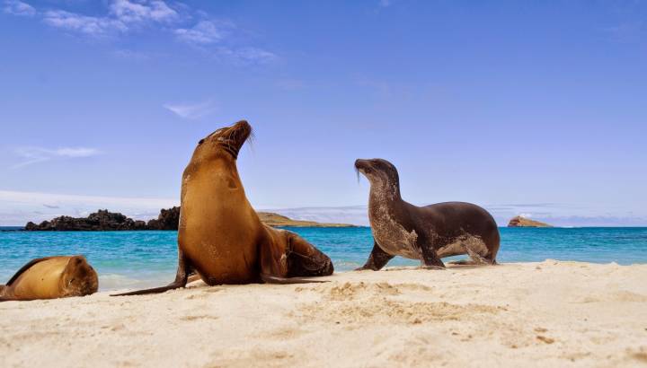 Galapagos sea lions (Zalophus californianus wollebacki) on the beach, Galapagos Islands
