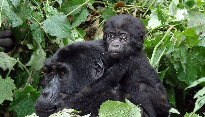 Gorillas in Ruanda