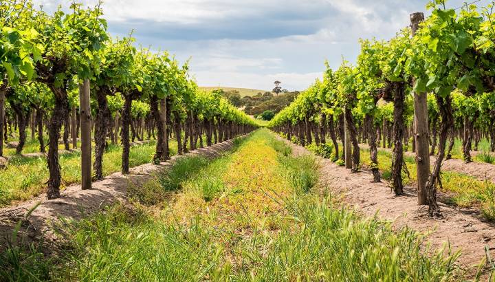 Grape vines in Barossa Valley, South Australia (1)