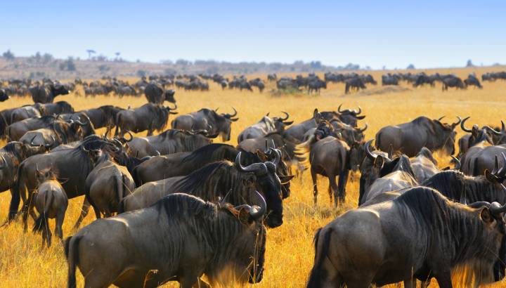 Kenya or Tanzania: Which wilderness safari is the one for you?
