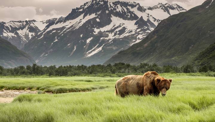 Grizzly Bear of Shores of Alaska.