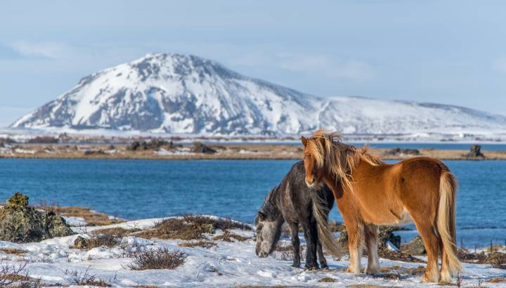 Iceland Tour