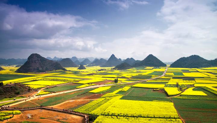 Karst landscape and rape flowers - in China's yunnan province