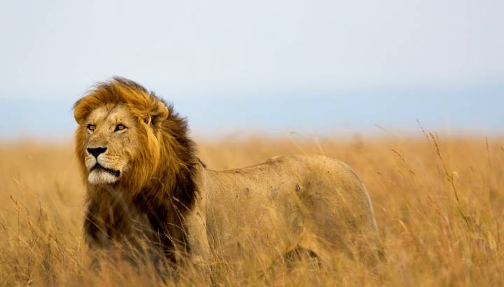 Mighty Lion watching the lionesses who are ready for the hunt in Masai Mara, Kenya