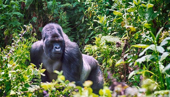 Mountain-gorilla,-Volcano-National-Park-Rwanda-Africa-Enchanting-Travels