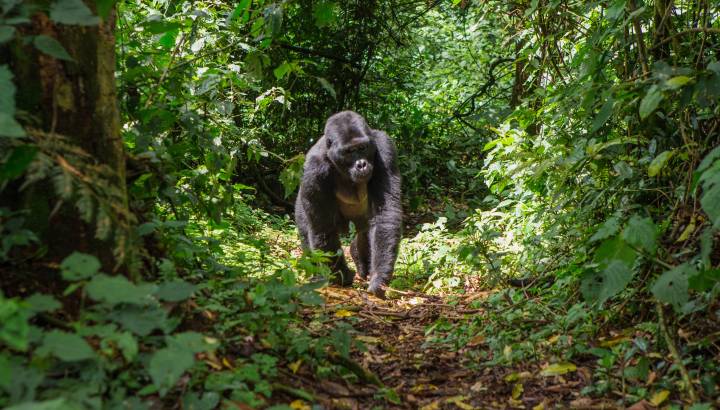 Classic Uganda Safari: Gorillas, Mountains and Great Lakes