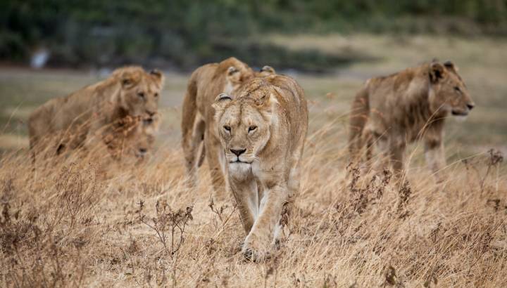 Ngorongoro Crater, Tanzania