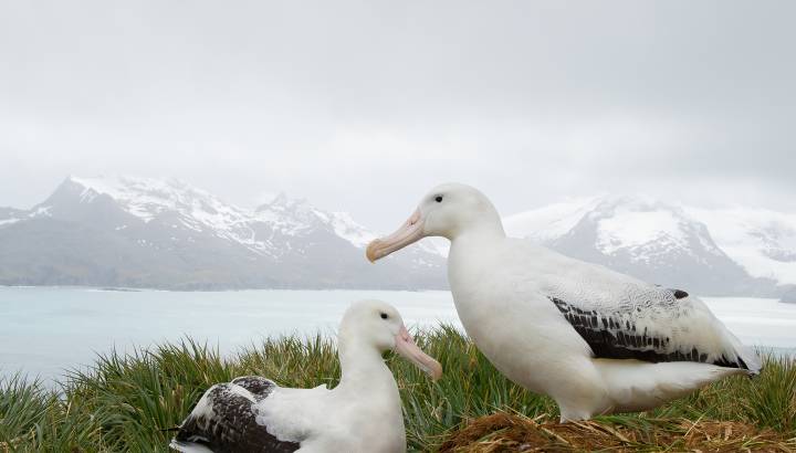 Things to do in Antarctica