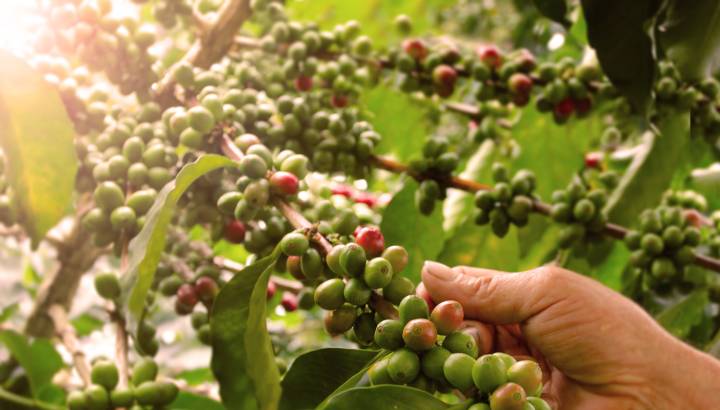 Colombian coffee beans