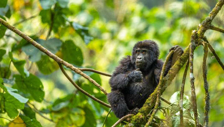 Kenya and Uganda Safari Tour: Big Five and Gorilla Trekking