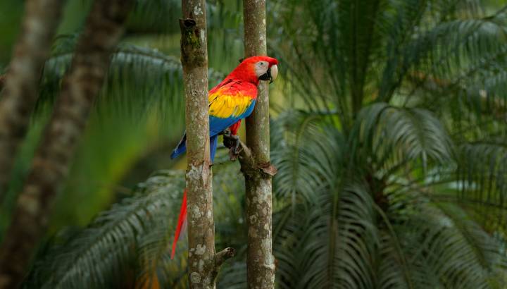 Panama Tour - Macaw