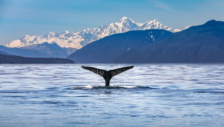 Scenic Alaskan landscape with a whale tail in the foreground