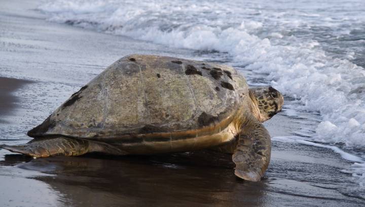 Enchanting Travels - Sea turtle diggin in the sand to put her eggs on August 2010, in Tortuguero National Park, Costa
