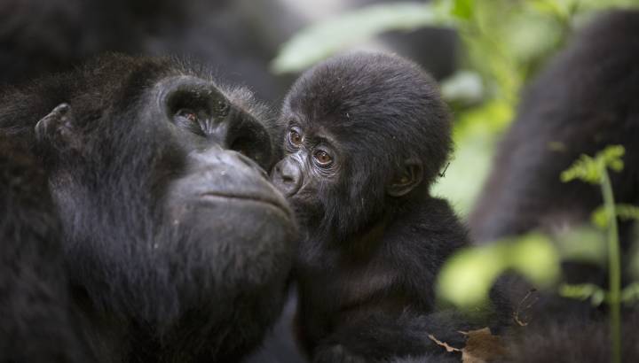 Uganda: Gorilla trekking
