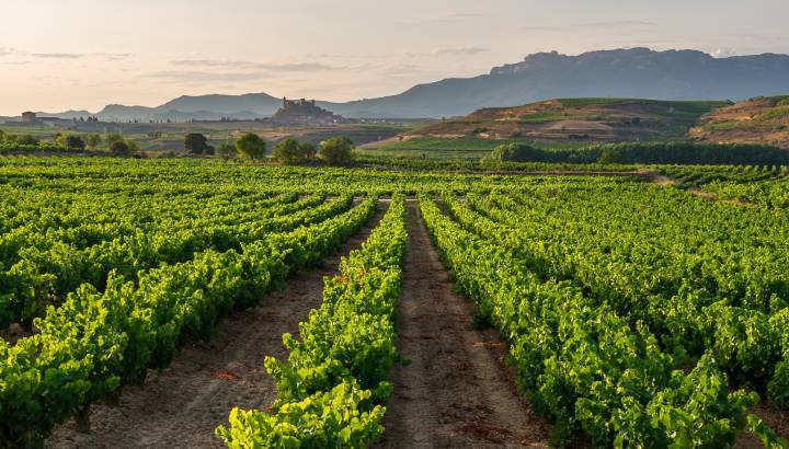 Vineyard, San Vicente de la Sonsierra as background, La Rioja, Spain