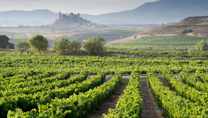Vineyard and San Vicente de la Sonsierra as background, La Rioja (Spain)