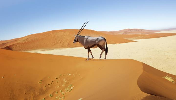 Wandering dune of Sossuvlei, Namibia, Africa