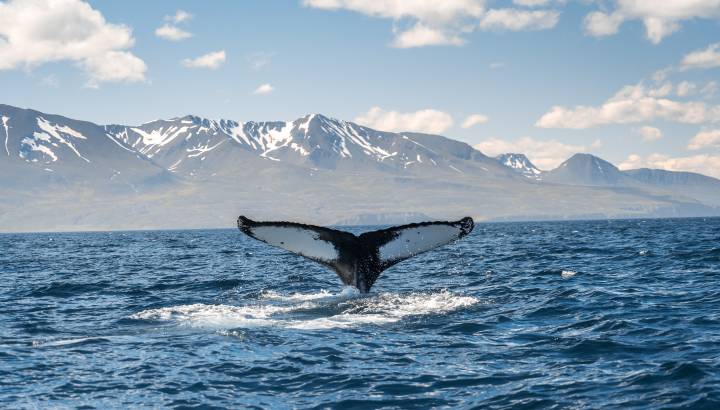 Whale diving on the Iceland coast near Husavik