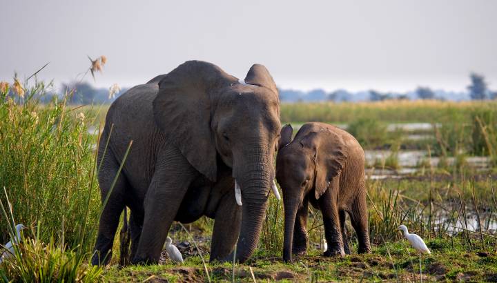 Elephants in Zambezi River