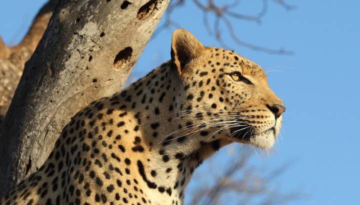 Leopard auf einem Baum im Krüger Nationalpark