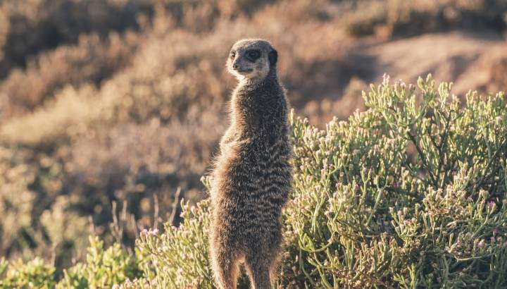 Erdmännchen in Little Karoo, Südafrika