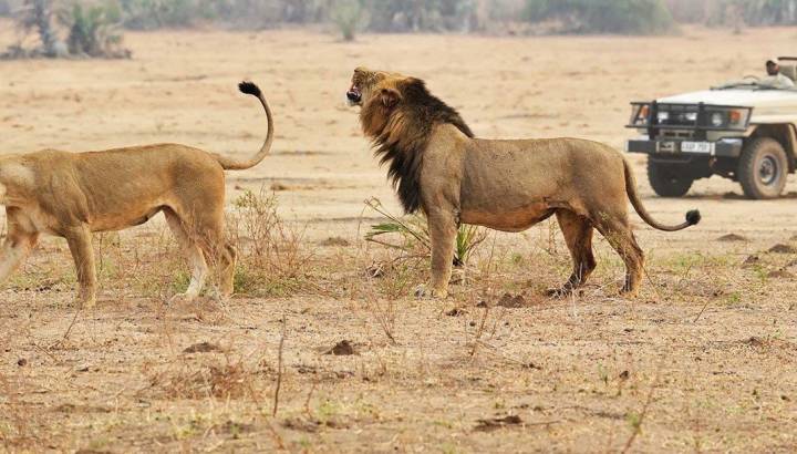 africa-tanzania-ruaha-lions-game-drive-safari