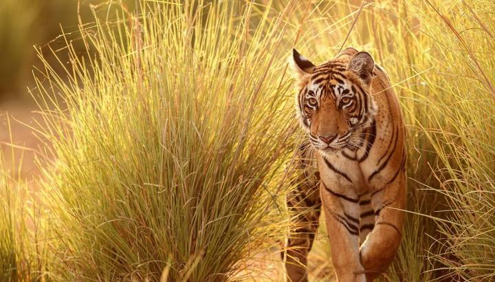 Experience tiger safari india with Enchanting Travels